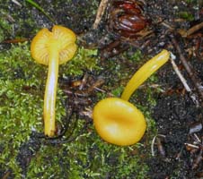 Hygrocybe nitida.